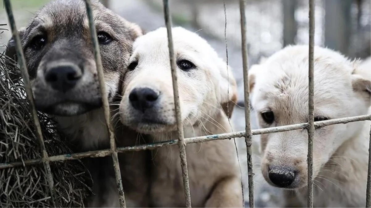 Ankara'da 180 Köpeğe Bakan Kadına 1.7 milyon Lira Ceza