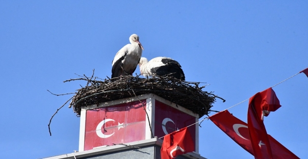 İznik Belediyesi - Can ve Canan Leylek Yeniden İznik’te