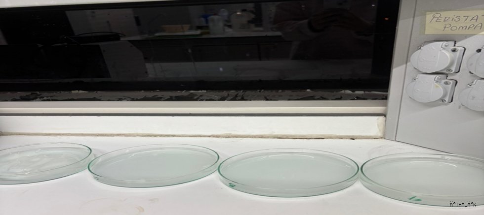 BTÜ’lü Öğrenciler Atık Nişastadan Ambalaj Film Üretti