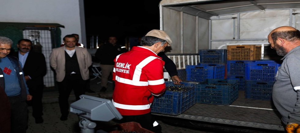 Gemlik Belediyesi Yağlık Zeytin Alımlarına Umurbey'de Devam Etti 