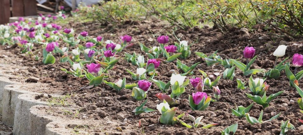 Osmangazi’nin Her Bir Noktası Çiçek Açtı 