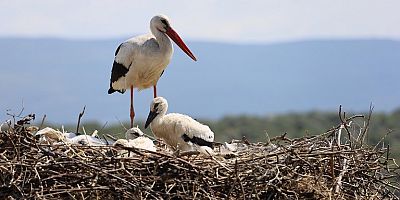 ‘Bursa Leylek Şenliği’ Büyük Bir Coşkuyla Başladı