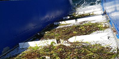 Büyükşehir’den Deniz Temizliği