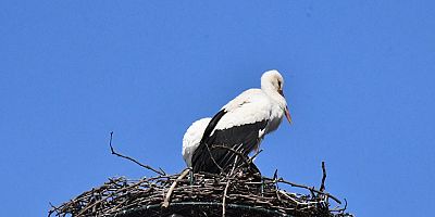İznik Belediyesi - Can ve Canan Leylek Yeniden İznik’te