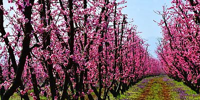İznik Çiçek Bahçesine Büründü