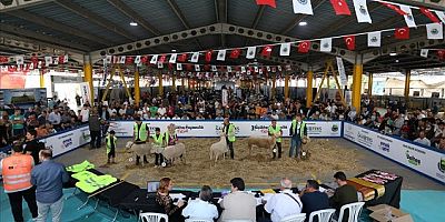 Küçükbaş Hayvancılık Festivali İçin Geri Sayım Başladı