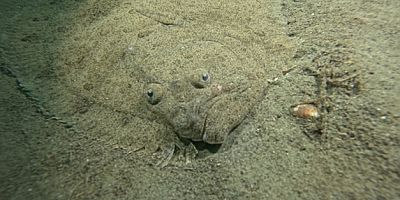 Marmara Denizi’nin ekolojik yapısı mercek altında