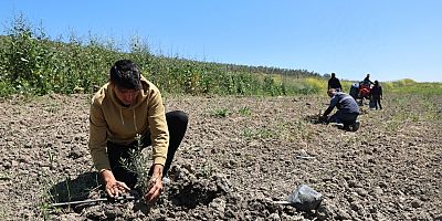 Nilüfer Belediyesi Konaklı’ya 800 Zeytin Fidanı Dikti