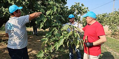 Nilüfer’de İncir Hasadı Başladı 