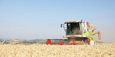 Nilüfer’de Yerel Tohumdan Üretilen Buğday Hasadı Başladı