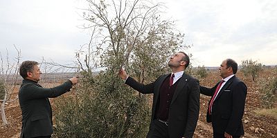 Plansız Tarım Politikası Milli Serveti Kuruttu: Gemlik Zeytini Güneydoğu'da Tutmadı