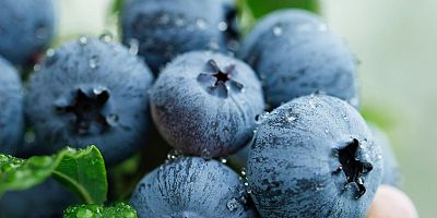 Uludağ Blueberry  Birliği Kuruldu: Yerli Üretici İçin  Güç Birliği